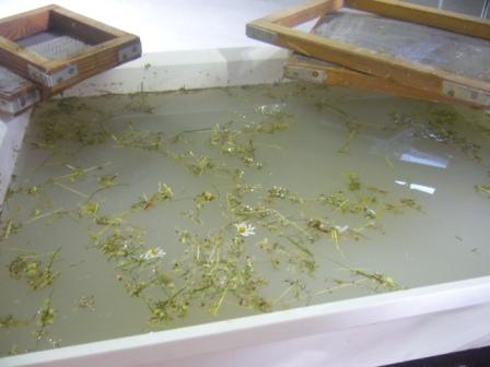 Atelier Creacarta / la Grange à Papier : Carmela Piccininno, art-thérapeute et asino-thérapeute