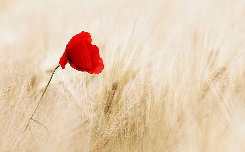 coquelicot