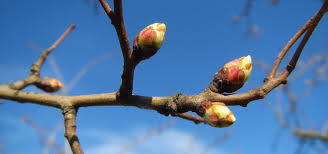 bourgeons